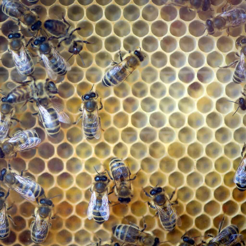 Bees on honeycomb Several bees on honeycomb.