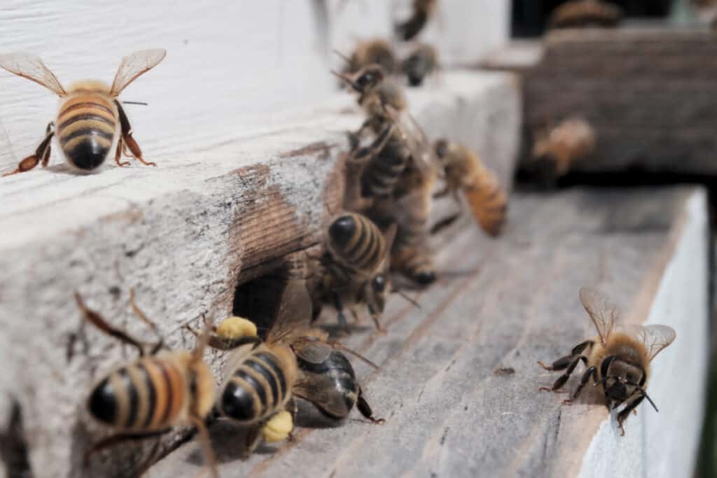 Close-Up Of Bees On Wood Photo Taken In United States, Santa Rosa