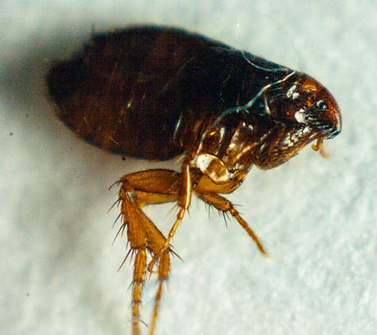 Flea Pest Control Flea Pest Control