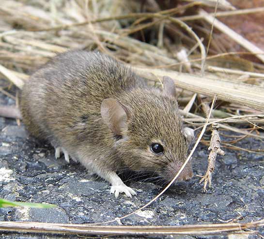 Mice Control Exterminator Mice Control Exterminator