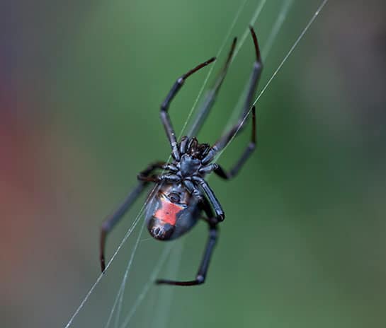 Spider Control Melbourne Spider Control Melbourne