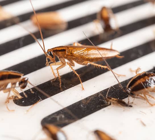 eradicate cockroaches eradicate cockroaches