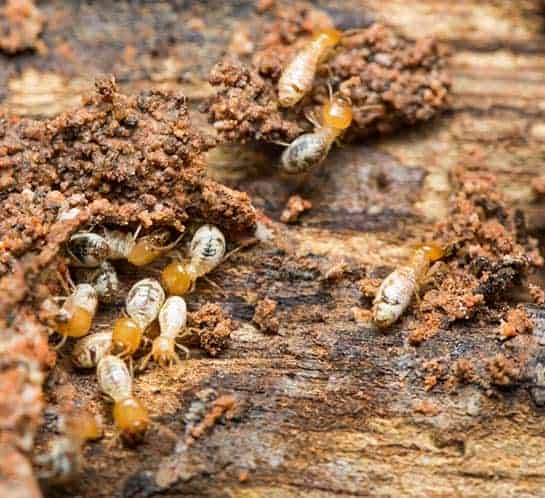 Termite control Melbourne services