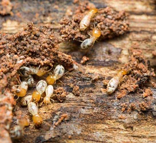 termite-inspection-cost-melbourne Termite inspection cost Melbourne