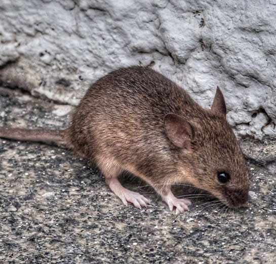 commercial-mouse-exterminator-restaurant Commercial mouse exterminator for restaurants