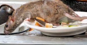 Pest control services Melbourne