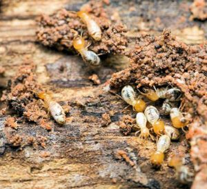 What Does A Termite Inspector Do In Melbourne?